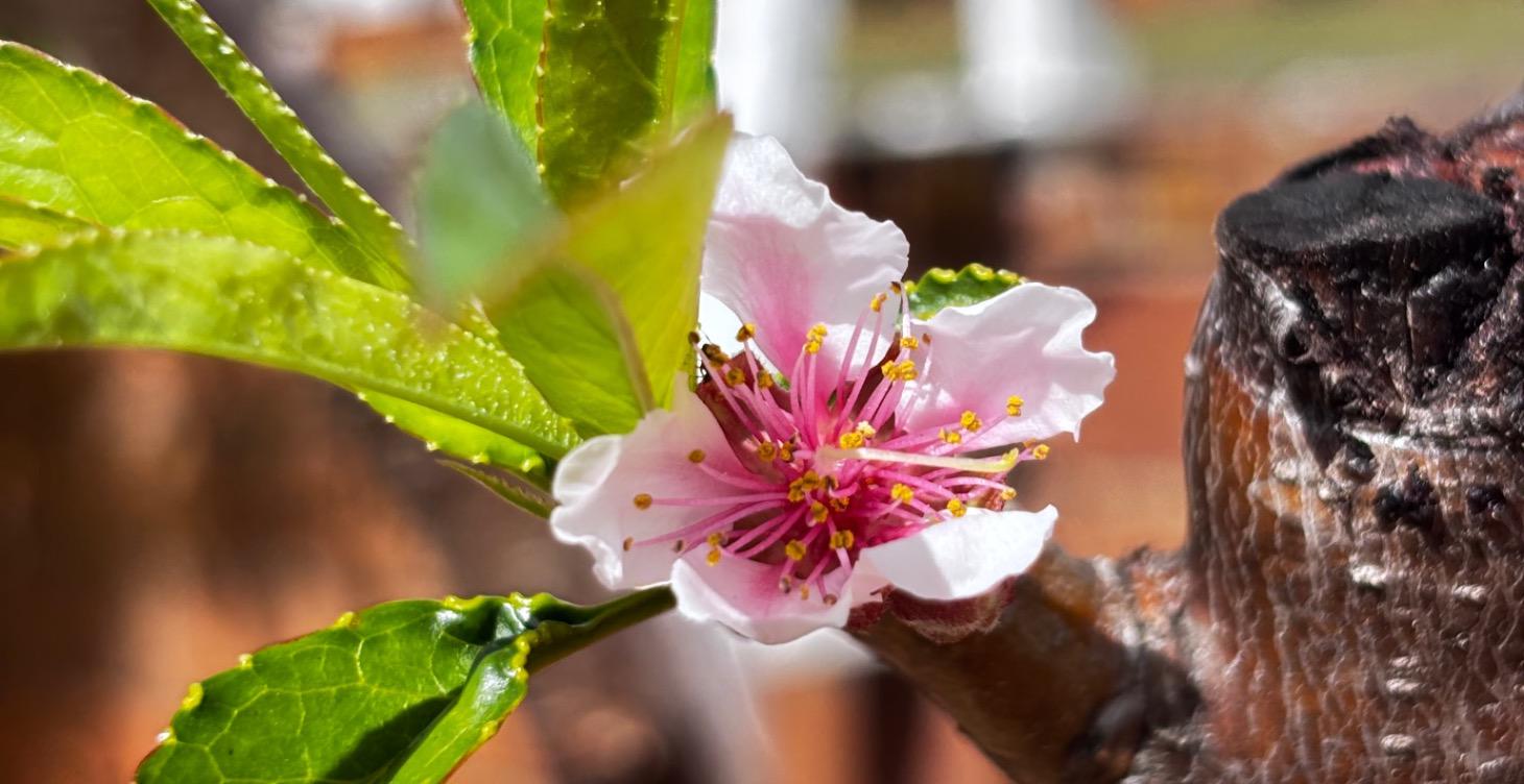 Meditation & Journal Alignment