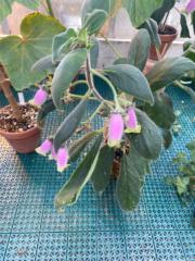 Victoire Cowley-Gottlieb