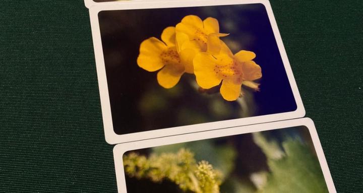 All about Bach flowers