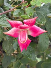 PresserTim Intervalidus