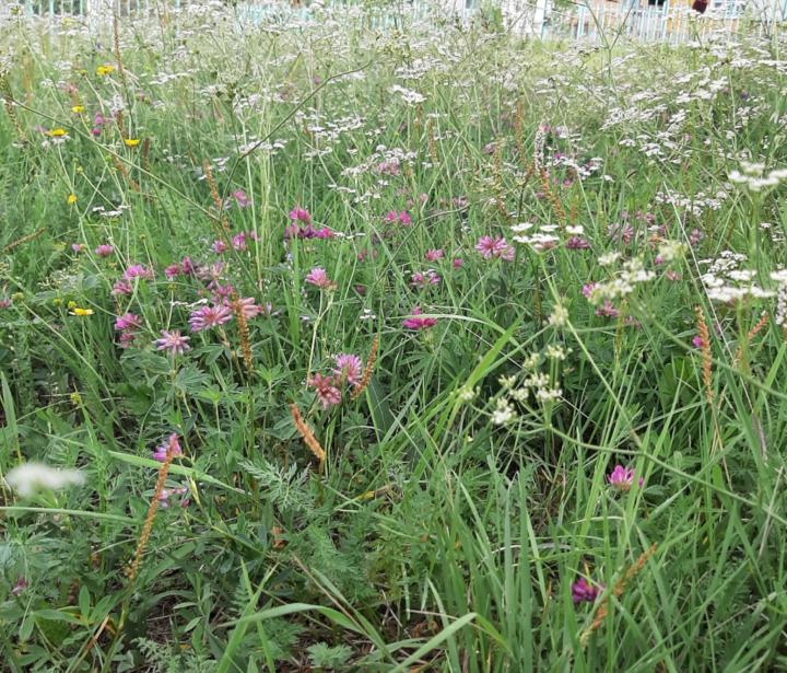 Sharavish Oyun-ulzii