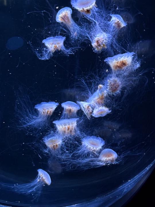 Ylias Waberi