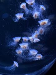 Ylias Waberi