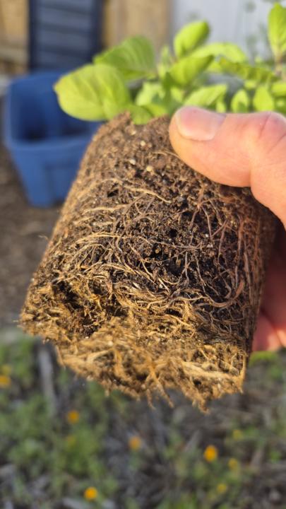 Holy basil growing!
