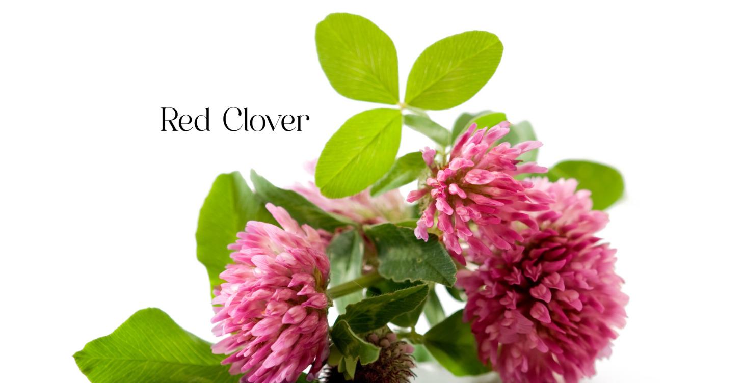 Making Tinctures and "I Speak Plant" Clover Class