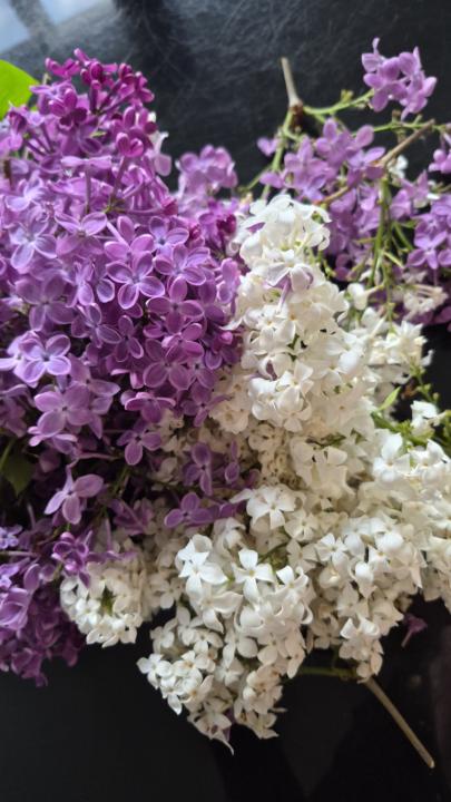 Processing lilacs ๐