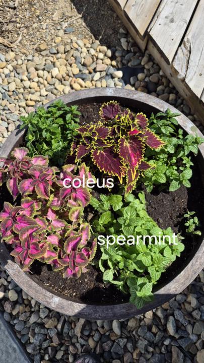 Garden Update 