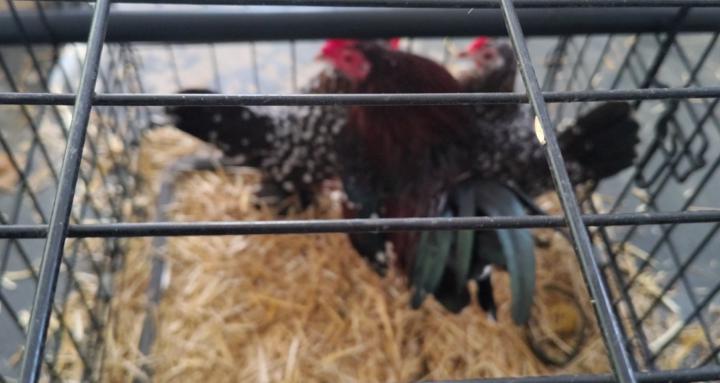 Crazychickenlady6832