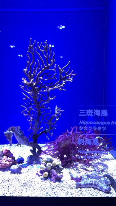 邱 佳儀