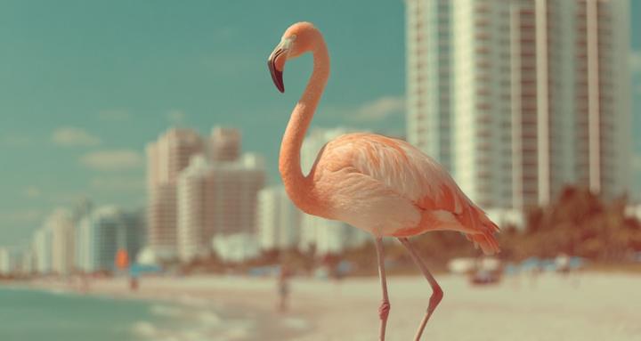 Flamingo Residents