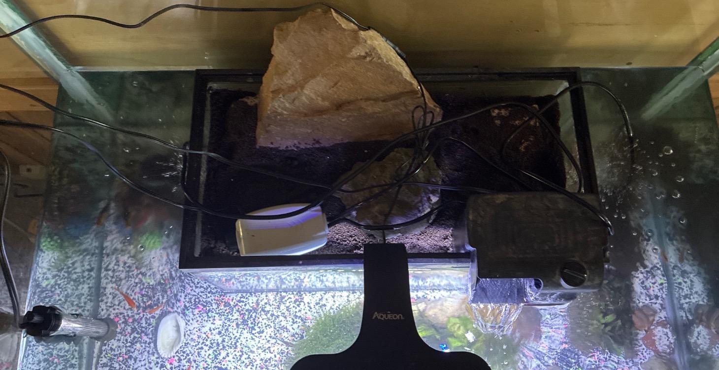 Viewing the 40 gallon metropolis