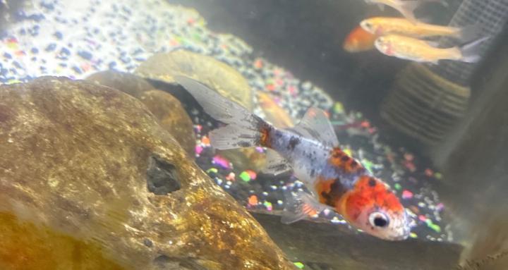 Haining’s AgriOddities