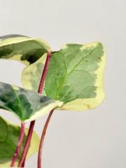 Pablo Valdés Gajardo