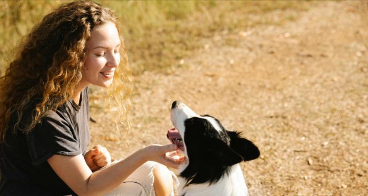 Senior Dogs, Golden Years