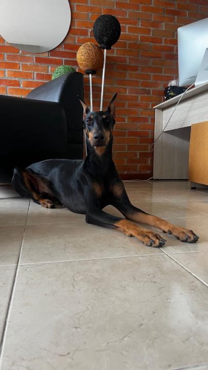 Sebastián Luna González