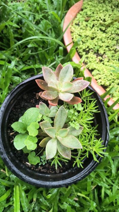 Nathalia Vargas Padilla