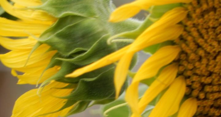 Harvesting Abundance