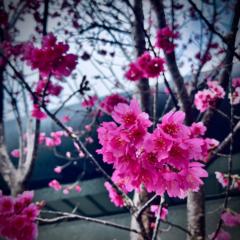 陳 亭蓁