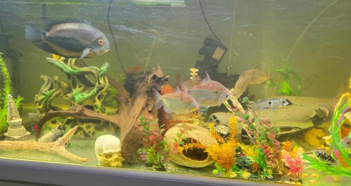 Tropical fish and things fish
