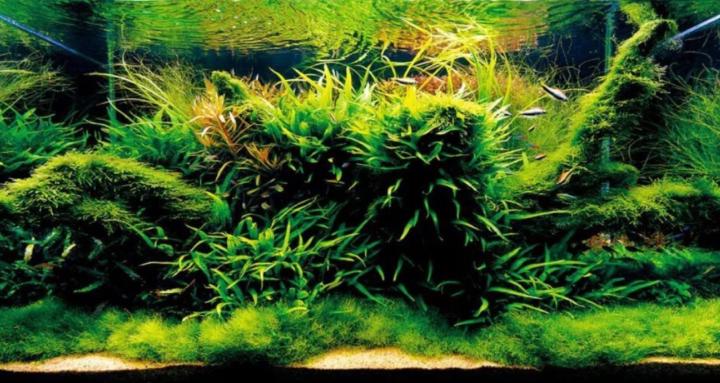 Aquatic learning hub