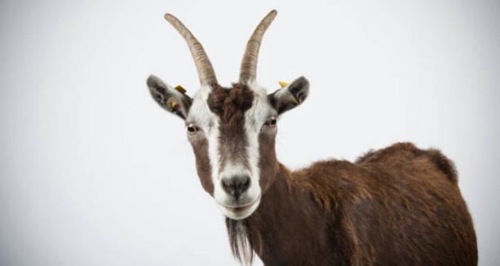 Scapegoat to GOAT
