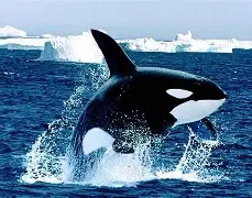 Alejandra Community Admin