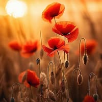 Anna Magdalena Wöhnl