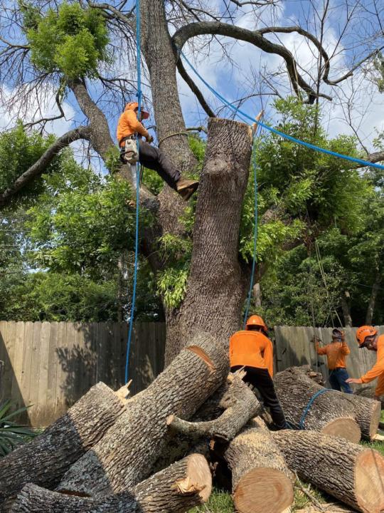 Tree Removal La Crosse, KS | Call (206) 804-4626