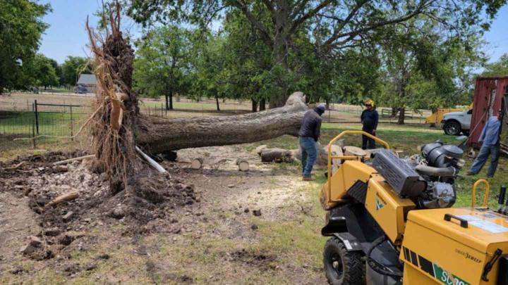 Tree Removal Chico, TX | Call (206) 804-4626