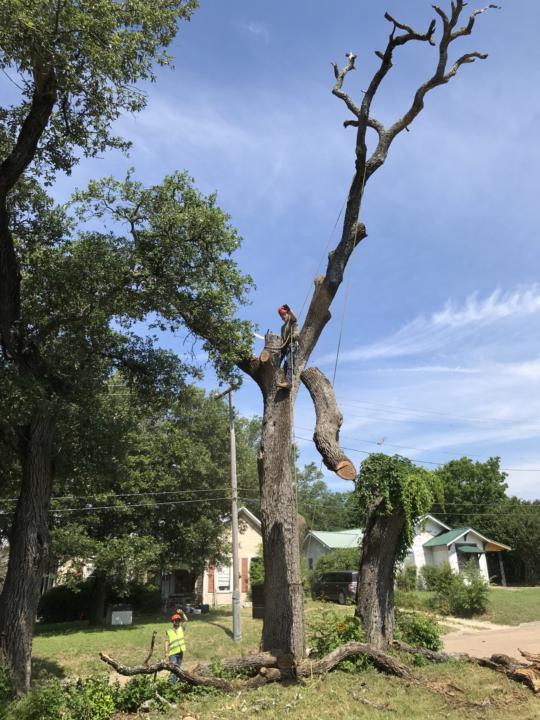 Tree Removal Cambridge, WI | Call (206) 804-4626