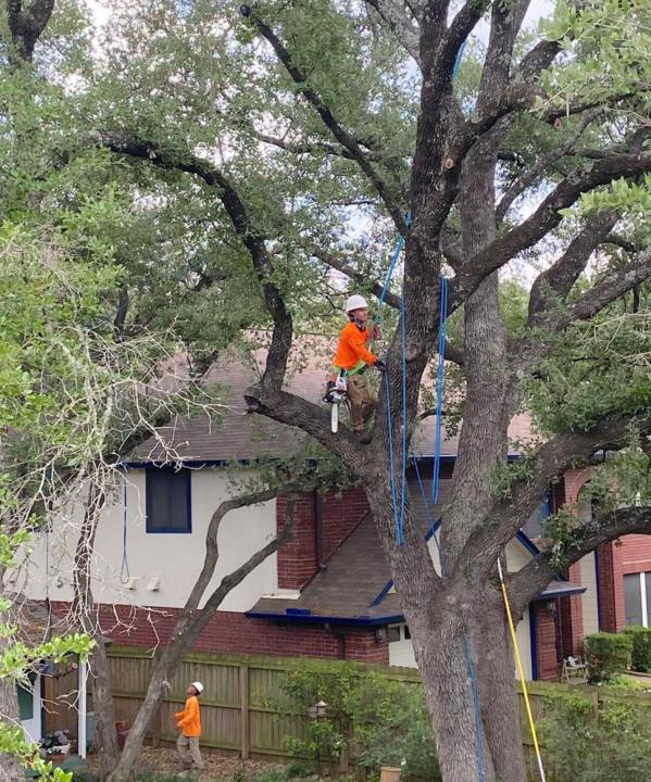 Tree Removal Towaoc, CO | Call (206) 804-4626