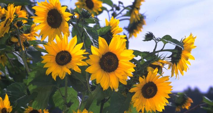 Wildflower Poetry