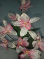 Anis Tri