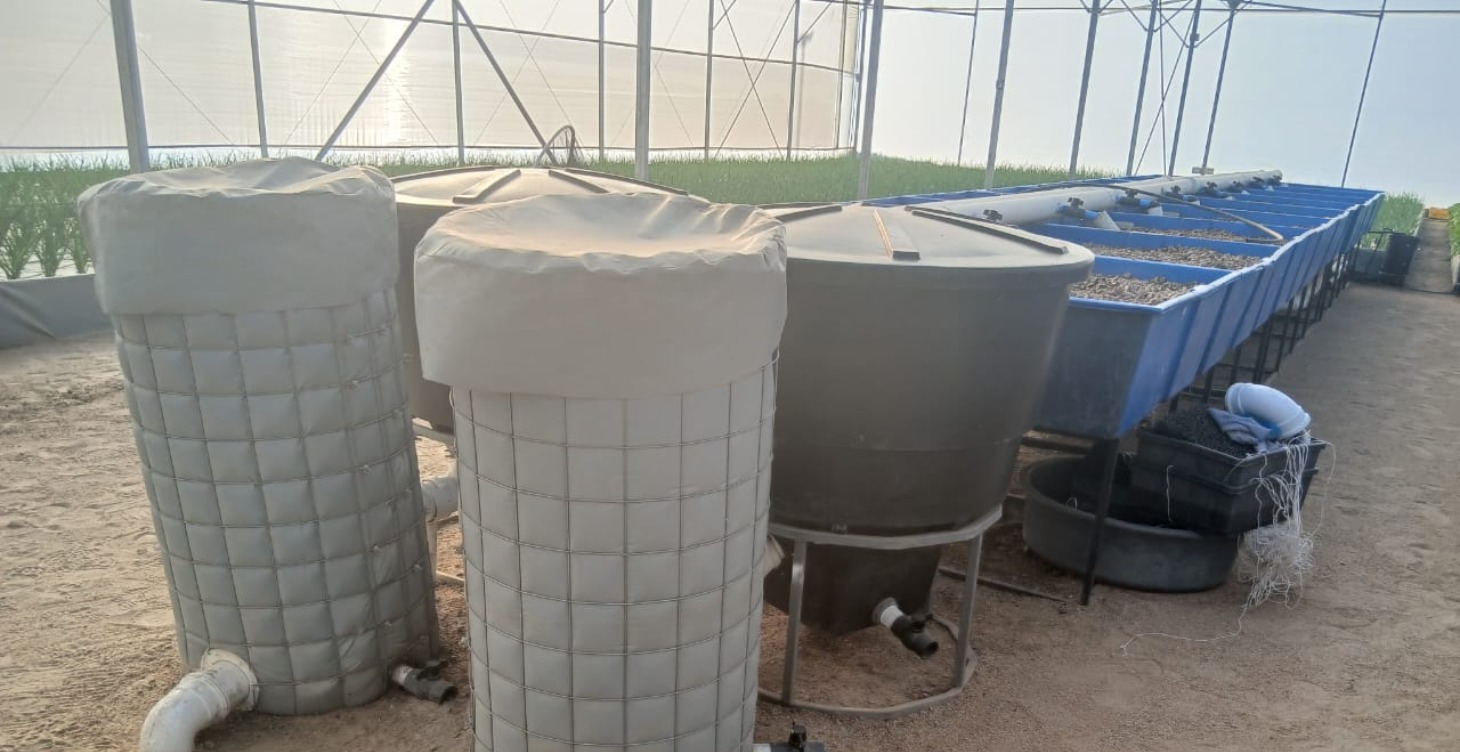 Understanding Vermifiltration