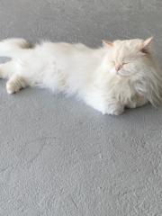 瑩瑩 陳
