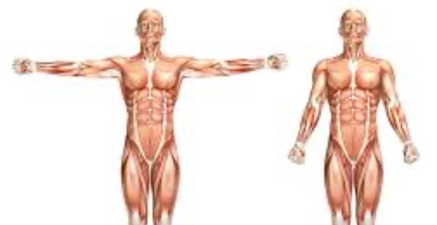Symbolisme psychoenergetique des organes et soins