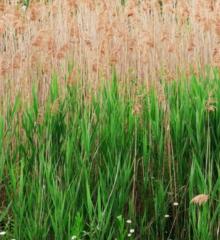 Debbie Olachi Tim-Anih