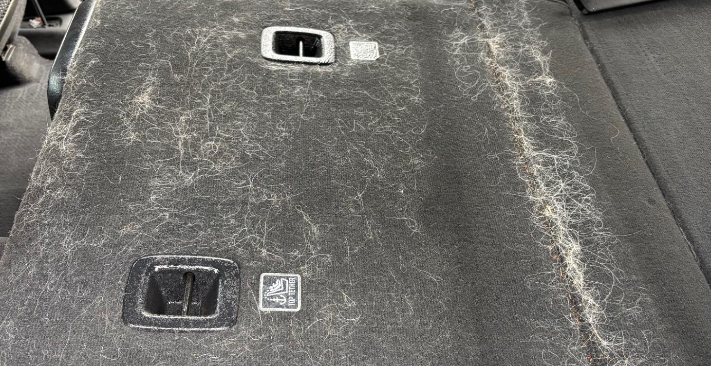 Master removing pet hair from car interiors