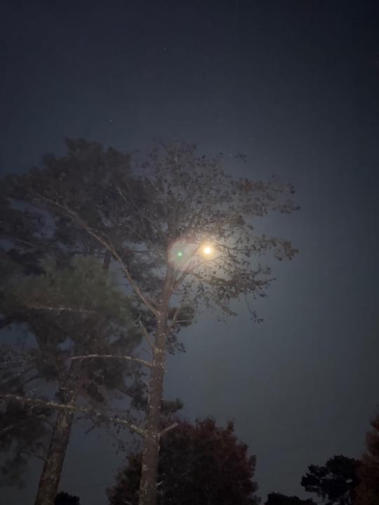 Authorized Representative