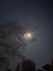 Authorized Representative