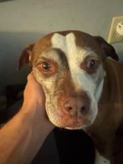 Marcelo Martino Albino