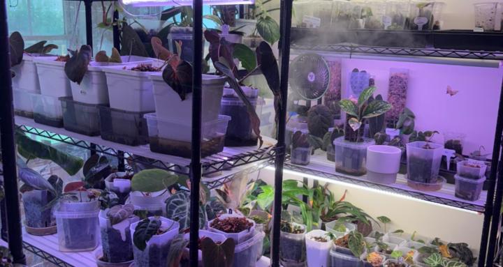 Secretly Thriving Plants
