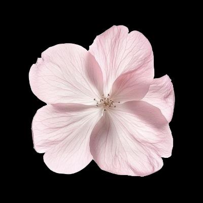 梓菲 宋