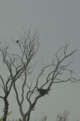 Gabrielle McCullough