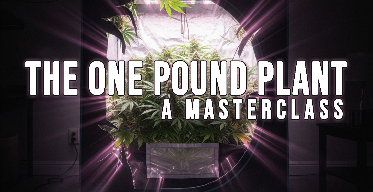 The One Pound Plant MASTERCLASS