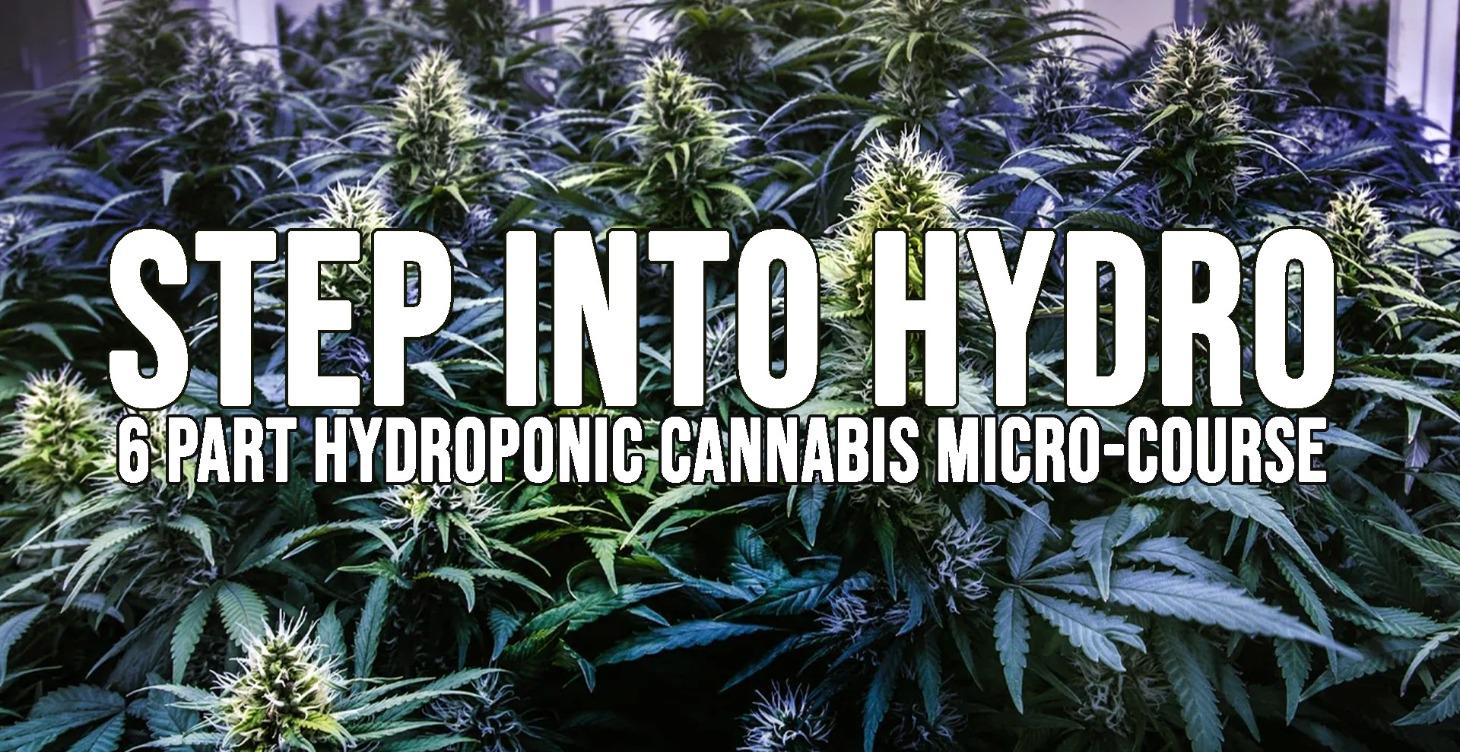 Stepping Into HYDRO Cannabis Cultivation