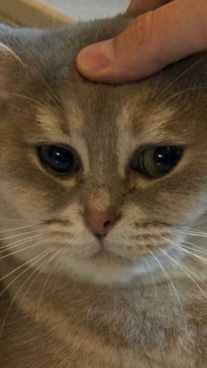 Mahammad Shirmammadli