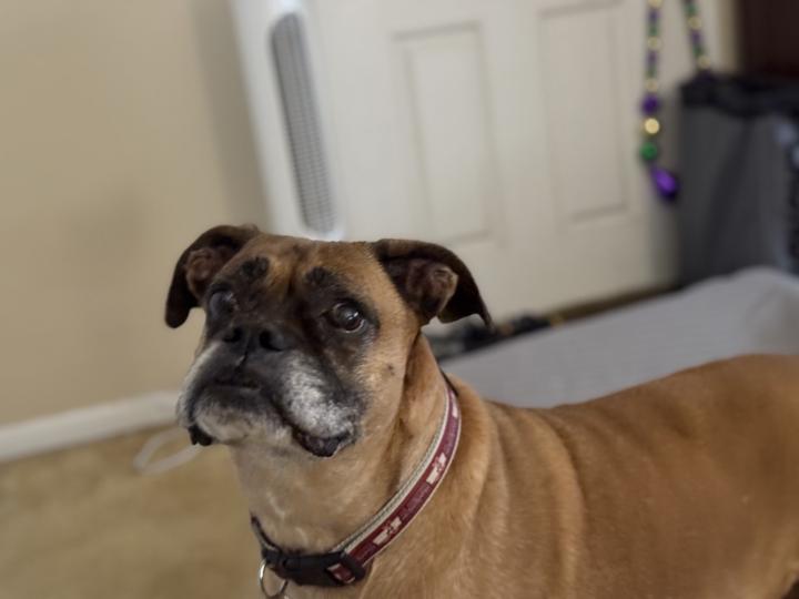 If you have a pet, give them a big hug today