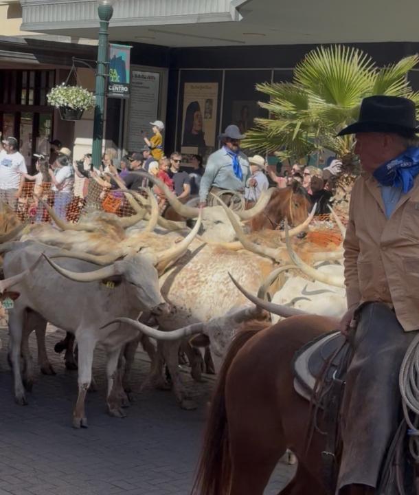 Longhorns in San Antonio?