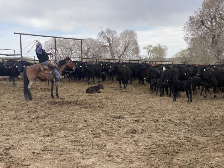 Finally got a tune over shot figure out on a live animal.